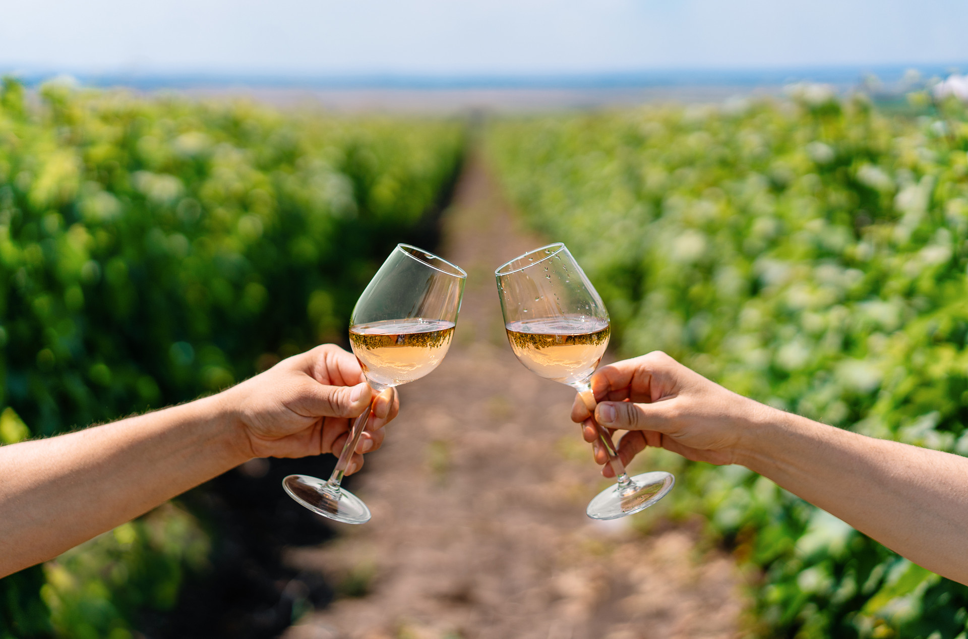 Men raising glasses vineyard LR